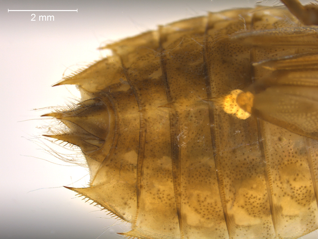 Leucorrhinia albifrons